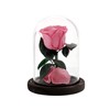 Everlasting Rose, pink (1056248)