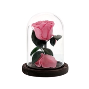 Everlasting Rose, pink (1056248)